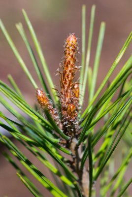 Pinus densiflora 'Oculus draconis' - borovice hustokvětá - svíce